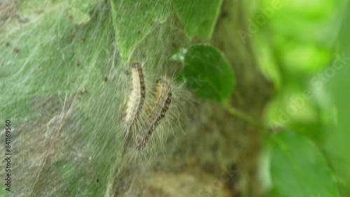 Parasitic oak procession moth caterpillars on an infected tree. Insect attack in the city, environmental problem.