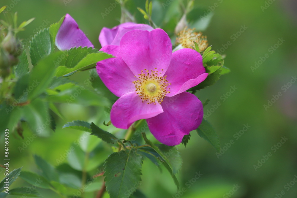 Japanese rose, rosa rugosa in the garden. Japanese rose, rosa rugosa in the garden.