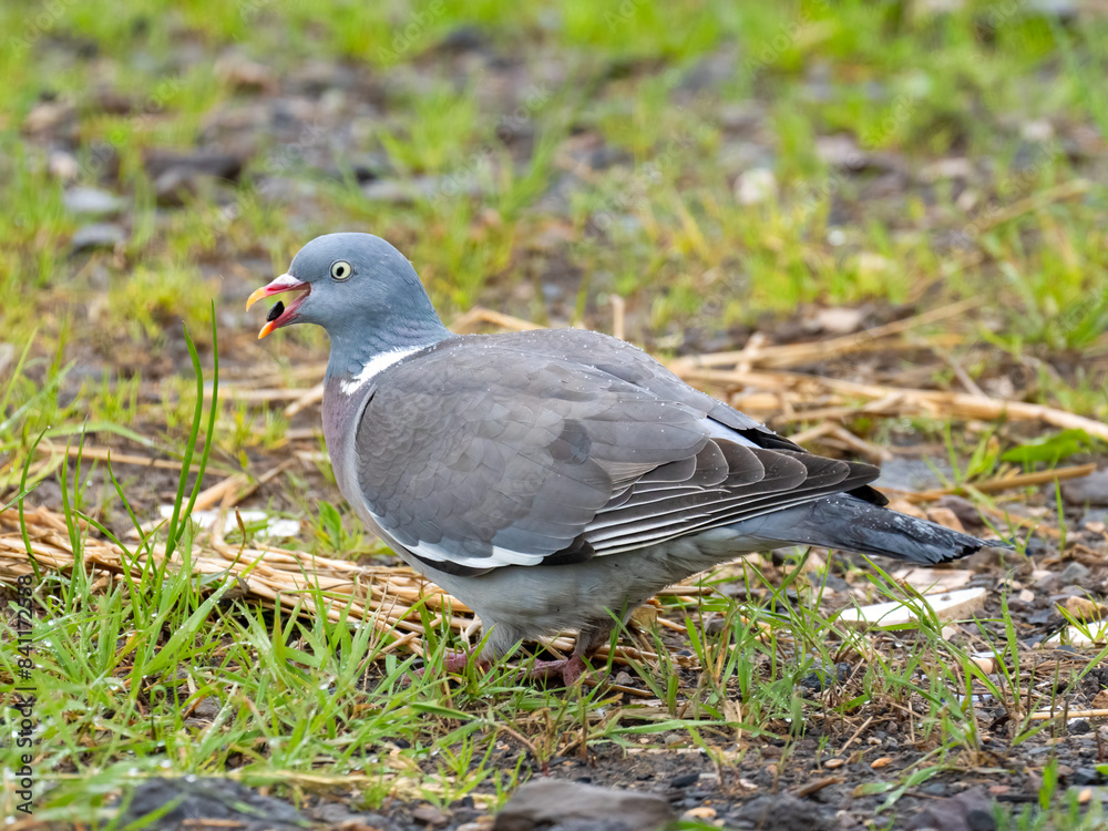 Ringeltaube (Columba palumbus) Ringeltaube (Columba palumbus)