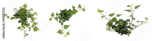 アイビー切り抜きセット透過PNG背景白