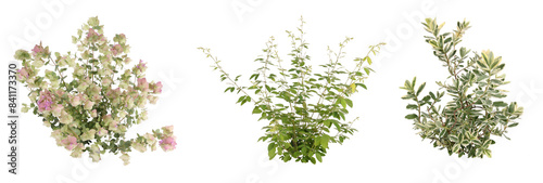 観葉植物切り抜きセット透過PNG背景白