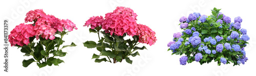 Konstfotografi 紫陽花切り抜きセット透過PNG背景白