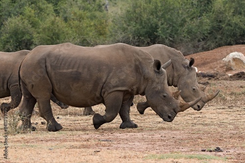 A white rhinoceros  Ceratotherium simum  at a watering hole in Hlane Royal National Park. Eswatini. Africa.