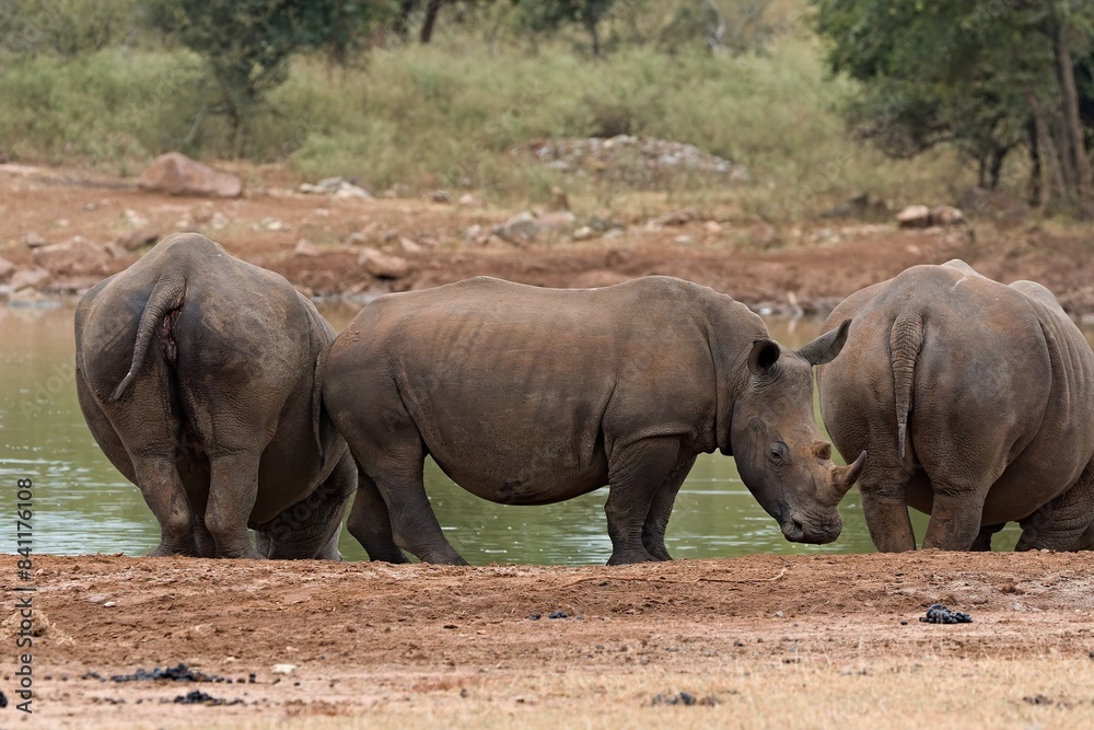 A white rhinoceros (Ceratotherium simum) at a watering hole in Hlane Royal National Park. Eswatini. Africa. A white rhinoceros (Ceratotherium simum) at a watering hole in Hlane Royal National Park. Eswatini. Africa.