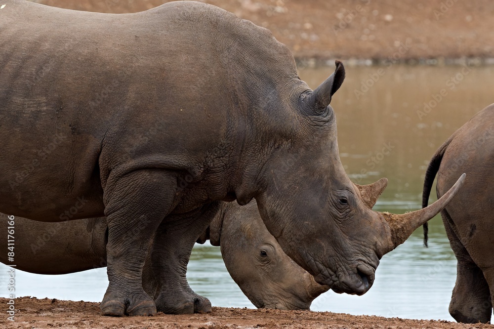 White Rhino (Ceratotherium simum) in Hlane Royal National Park. Eswatini. Africa. White Rhino (Ceratotherium simum) in Hlane Royal National Park. Eswatini. Africa.