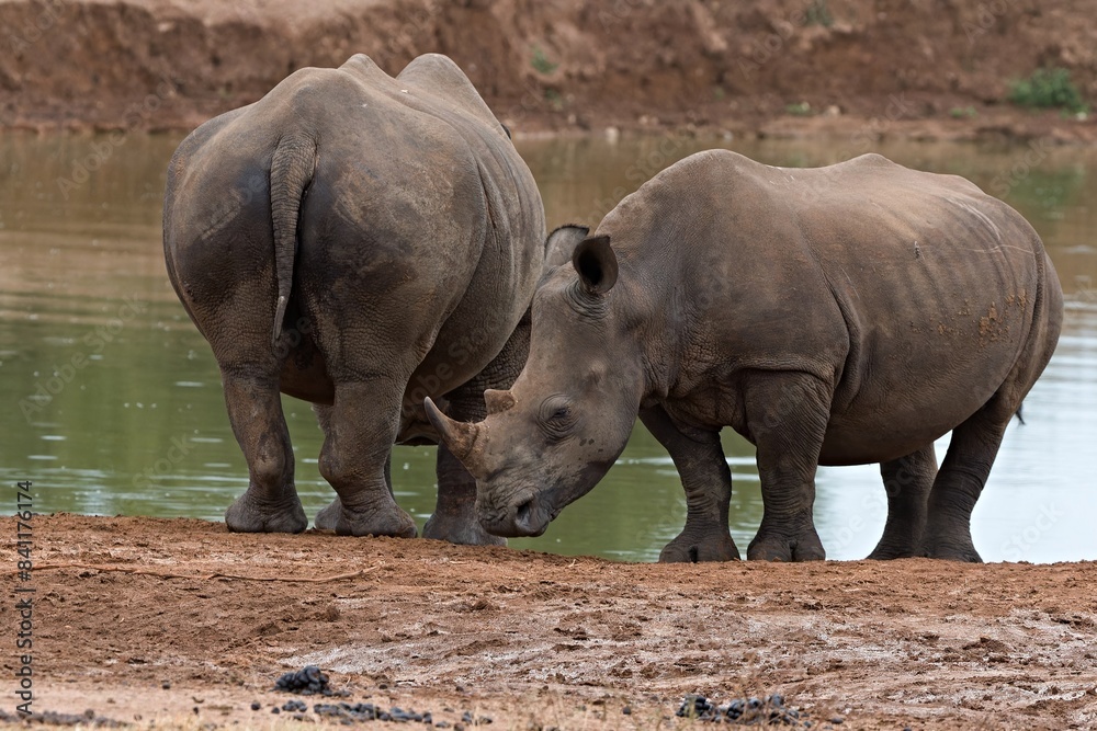 White Rhino (Ceratotherium simum) in Hlane Royal National Park. Eswatini. Africa. White Rhino (Ceratotherium simum) in Hlane Royal National Park. Eswatini. Africa.