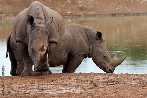 White Rhino (Ceratotherium simum) in Hlane Royal National Park. Eswatini. Africa.