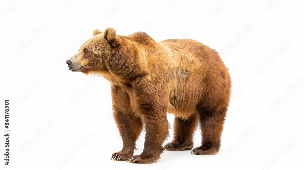 Fototapeta premium Cinnamon Bear full body isoloted on white background , 