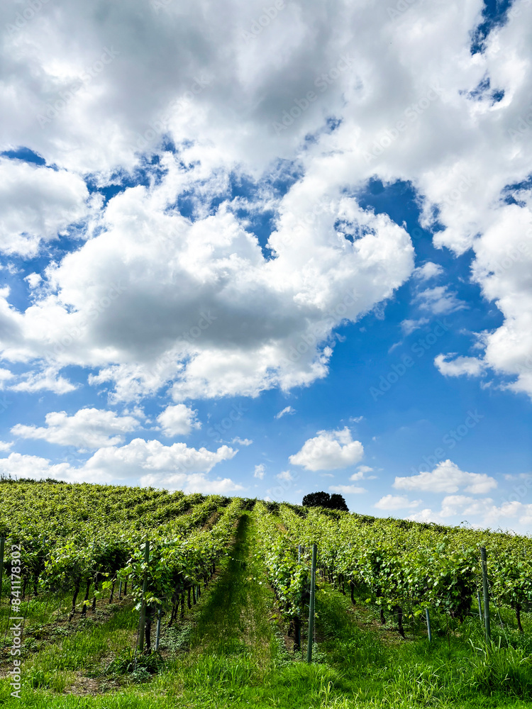 Obraz premium Vineyards of fresh grapes on the hills of the Langhe, in the country of Barolo, Piedmont, Italy on a clear July day. Green rows of vines with bunches of