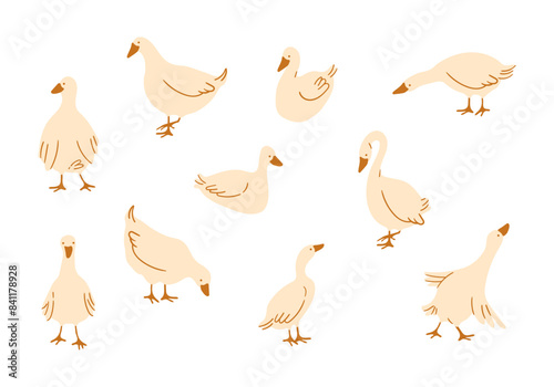 Geese poultry hand drawn elements