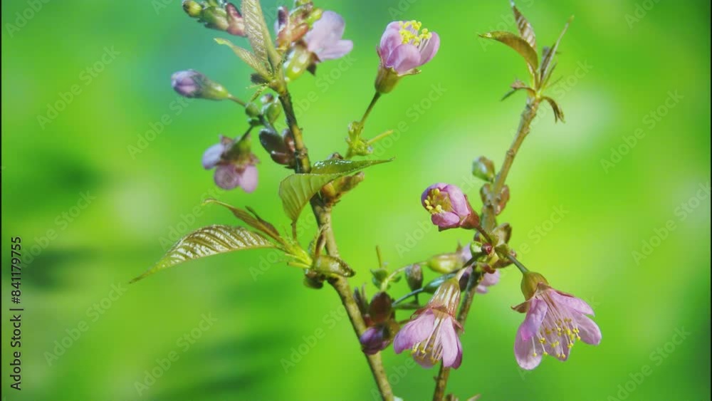 Delayed photography of blooming crabapple flowers Delayed photography of blooming crabapple flowers