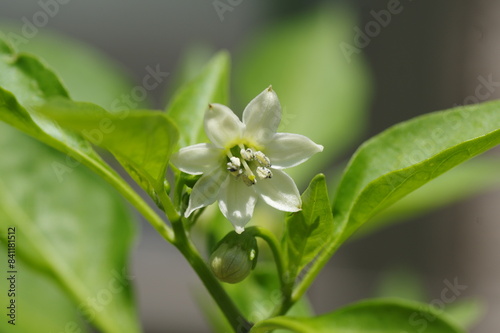 ピーマンの花のクローズアップ