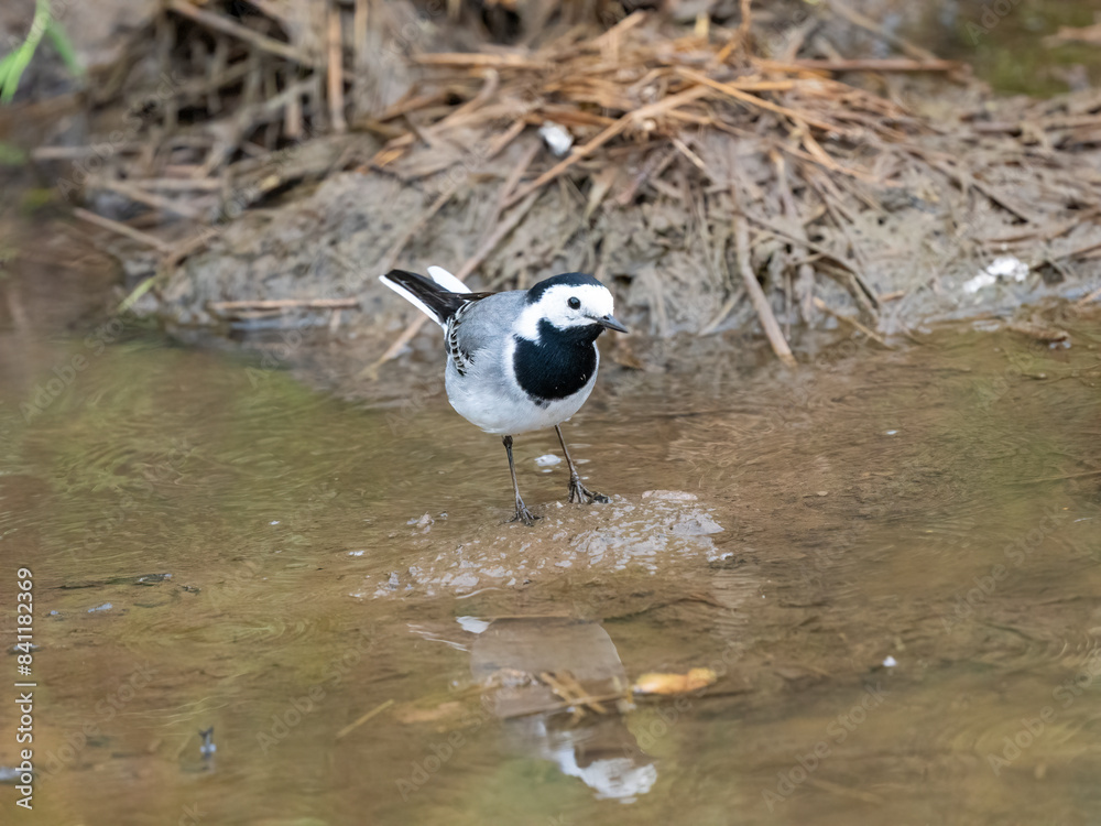 Obraz premium Bachstelze&nbsp;(Motacilla alba)
