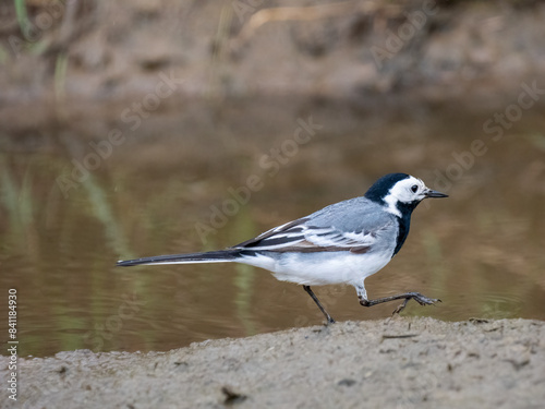 Bachstelze (Motacilla alba)