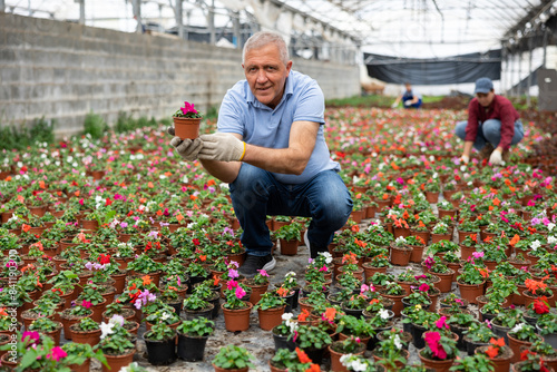 Positive old man planter sitting down holding a pot of waller's balsamine flower in greenhouse photo