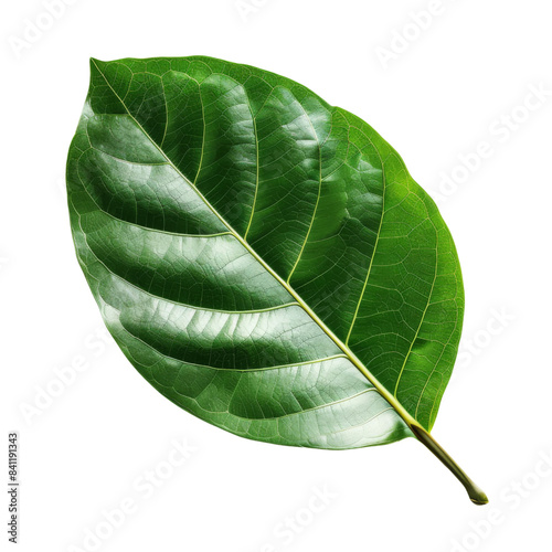 Natural of Beautiful Tropical green leaves of leaf isolated on transparent background