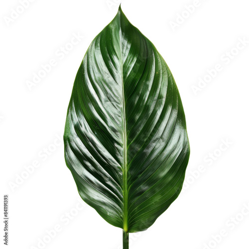 Natural of Beautiful Tropical green leaves of leaf isolated on transparent background