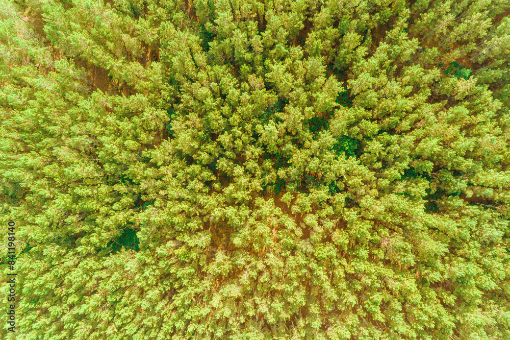 pine forest, overhead view from a drone. Background for textures pine forest, overhead view from a drone. Background for textures