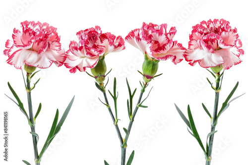 Three pink and white flowers are arranged in a row © Wonderful Studio