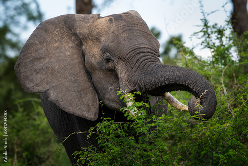 An African elephant feeding in the Kruger National Park, South Africa