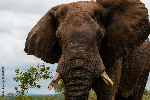 Closeup of  an African elephant bull with a broken tusk in the Kruger National Park, South Africa