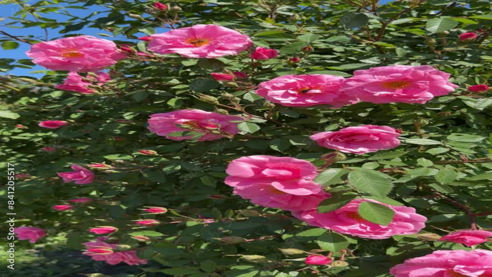 Roses and rosebuds pink flowers in the garden, vertical video. Roses and rosebuds pink flowers in the garden, vertical video.