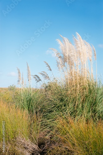 Golden Pampas Grass  Captivating Flora in Nature s Splendor