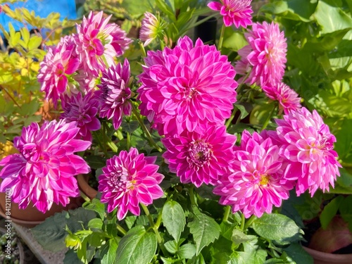 Beautiful pink dwarf dahlia flowers blooming in the garden
