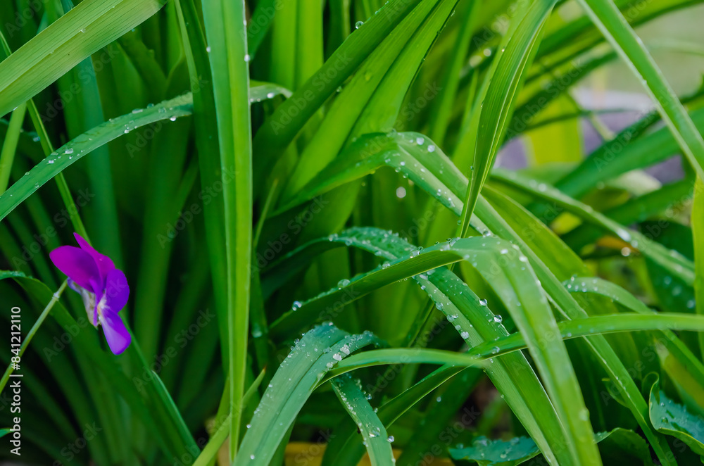 Solitary Purple Flower Among Dew-Covered Green Leaves in a Morning Garden, Close-Up Shot Solitary Purple Flower Among Dew-Covered Green Leaves in a Morning Garden, Close-Up Shot