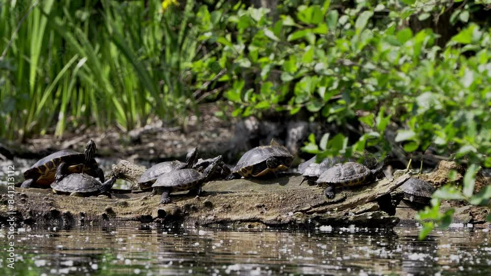 Large number of turtles the red-eared slider or red-eared terrapin sunbathing near the water. Large number of turtles the red-eared slider or red-eared terrapin sunbathing near the water.