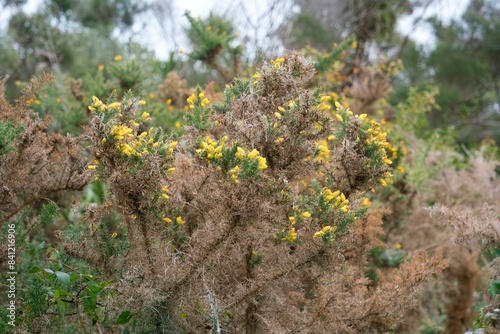 Foto Ulex parviflorus Closeup: Vibrant Photography of Gorse Flowers in Natural Settin