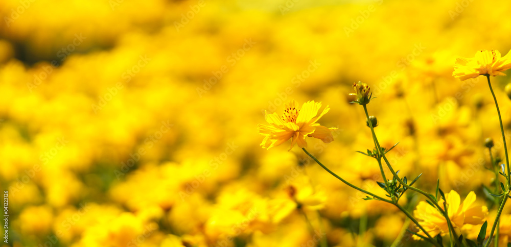 Closeup of yellow Cosmos flower under sunlight with copy space using as background natural green plants landscape, ecology wallpaper cover page concept. Closeup of yellow Cosmos flower under sunlight with copy space using as background natural green plants landscape, ecology wallpaper cover page concept.