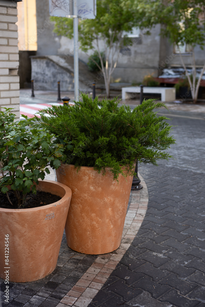 Fototapeta premium coniferous plants in ceramic pots outdoor veranda