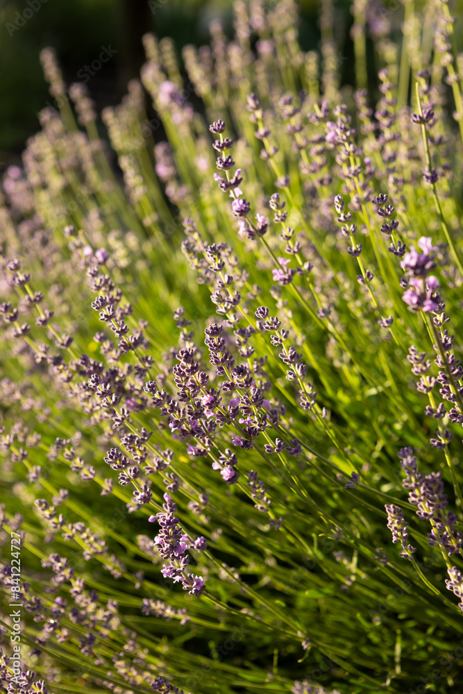 Obraz premium bush fragrant lavender summer concept
