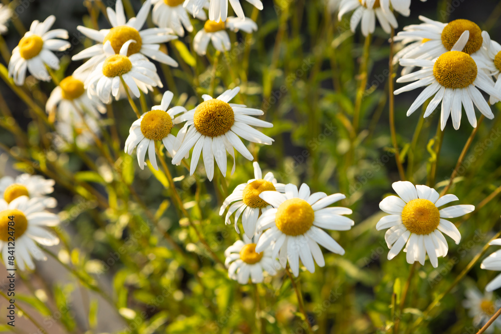 Fototapeta premium chamomile flowers in the sun light nature background