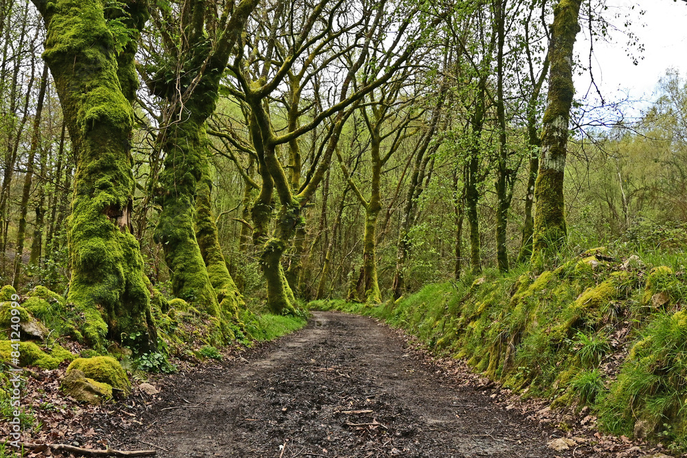 Fototapeta premium Paesaggi di Galizia, il sentiero nella campagna e boschi del cammino Primitivo di Santiago di Compostela - Galizia, Spagna