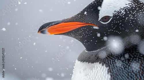 A detailed view of a Gentoo penguin photo