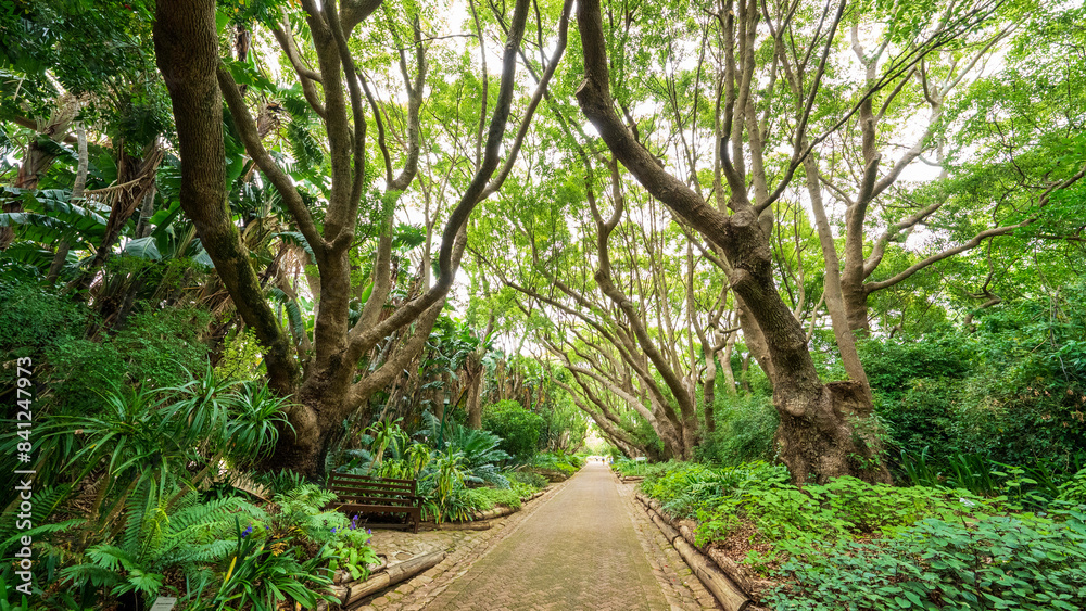 Naklejka premium Camphor Avenue at Kirstenbosch National Botanical Garden, Cape Town, South Africa