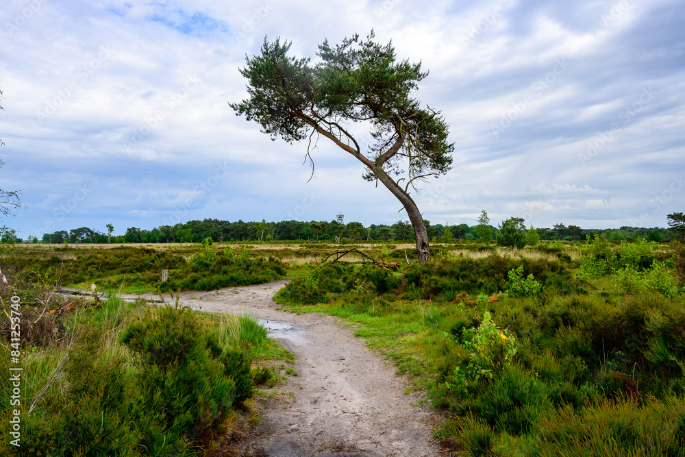 photo of a hiking landscape on a rainy day with a winding footpath of sand between a green heath natural landscape (Grenspark de zoom - Kalmthoutse heide).