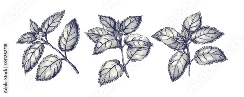 Mint leaves sketch hand drawn engraved style. vector simple illustration