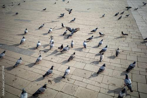 Doves in a square near the Jabal Rahmah hill in Arafah, Mecca, Saudi Arabia photo