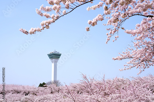 Goryokaku Tower with cherry blossoms blooming during the beautiful spring season within a garden area in Hakodate, Japan.