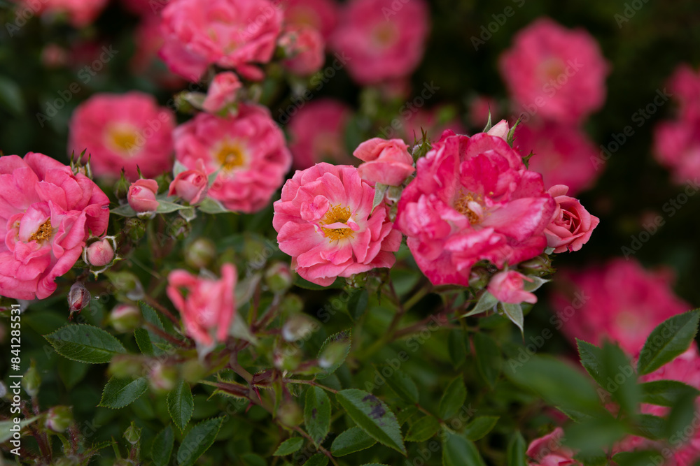 close up of rose with yellow middle blooming background close up of rose with yellow middle blooming background