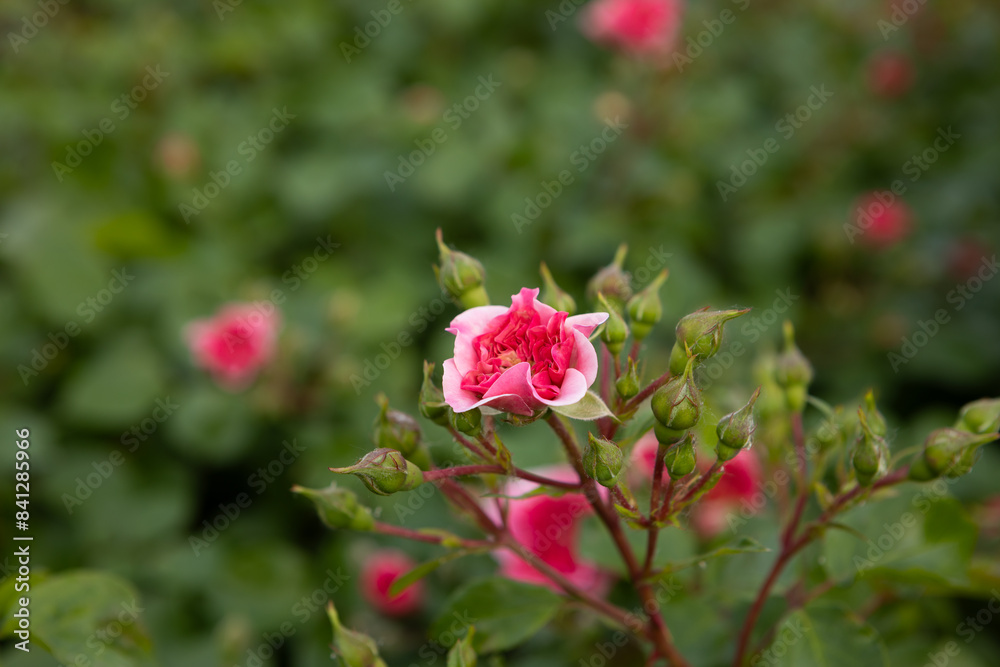 rose bud blooming on green background flowers rose bud blooming on green background flowers