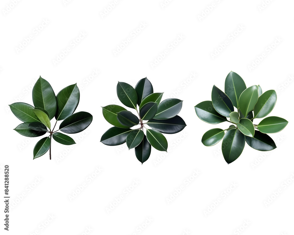 Three green plant leaves arranged in a row on a white background, minimalistic botanical art, showcasing details . Three green plant leaves arranged in a row on a white background, minimalistic botanical art, showcasing details .