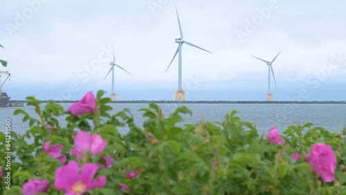 石狩湾の洋上風力発電の大型風車とハマナス / Large wind turbines for offshore wind power generation and Rosa rugosa in Ishikari Bay photo