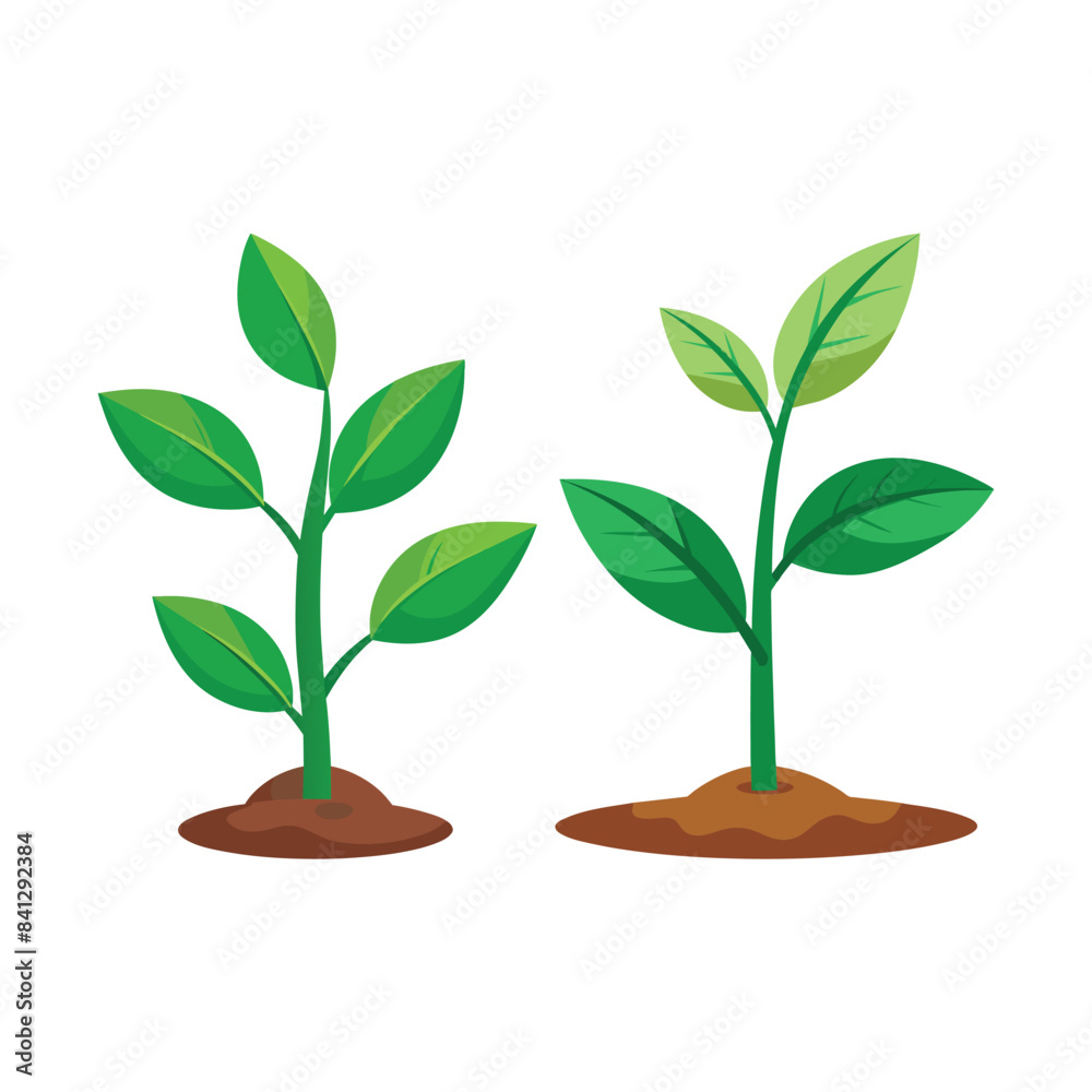 plant growing on white background plant growing on white background
