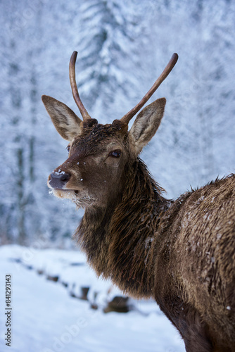 Fototapeta Naklejka Na Ścianę i Meble -  Jeleń / Deer