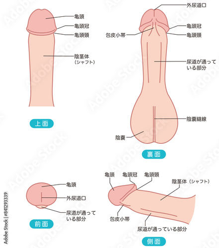 男性生殖器の説明図　医療 photo
