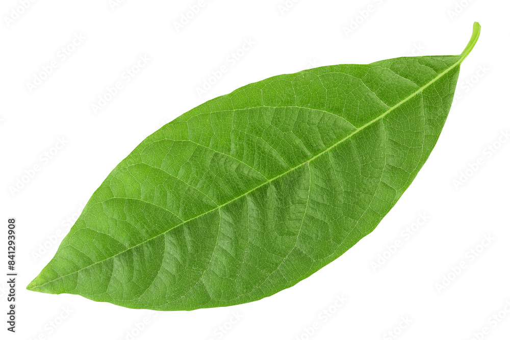 Leaf of avocado isolated on white background. Top view. Flat lay Leaf of avocado isolated on white background. Top view. Flat lay